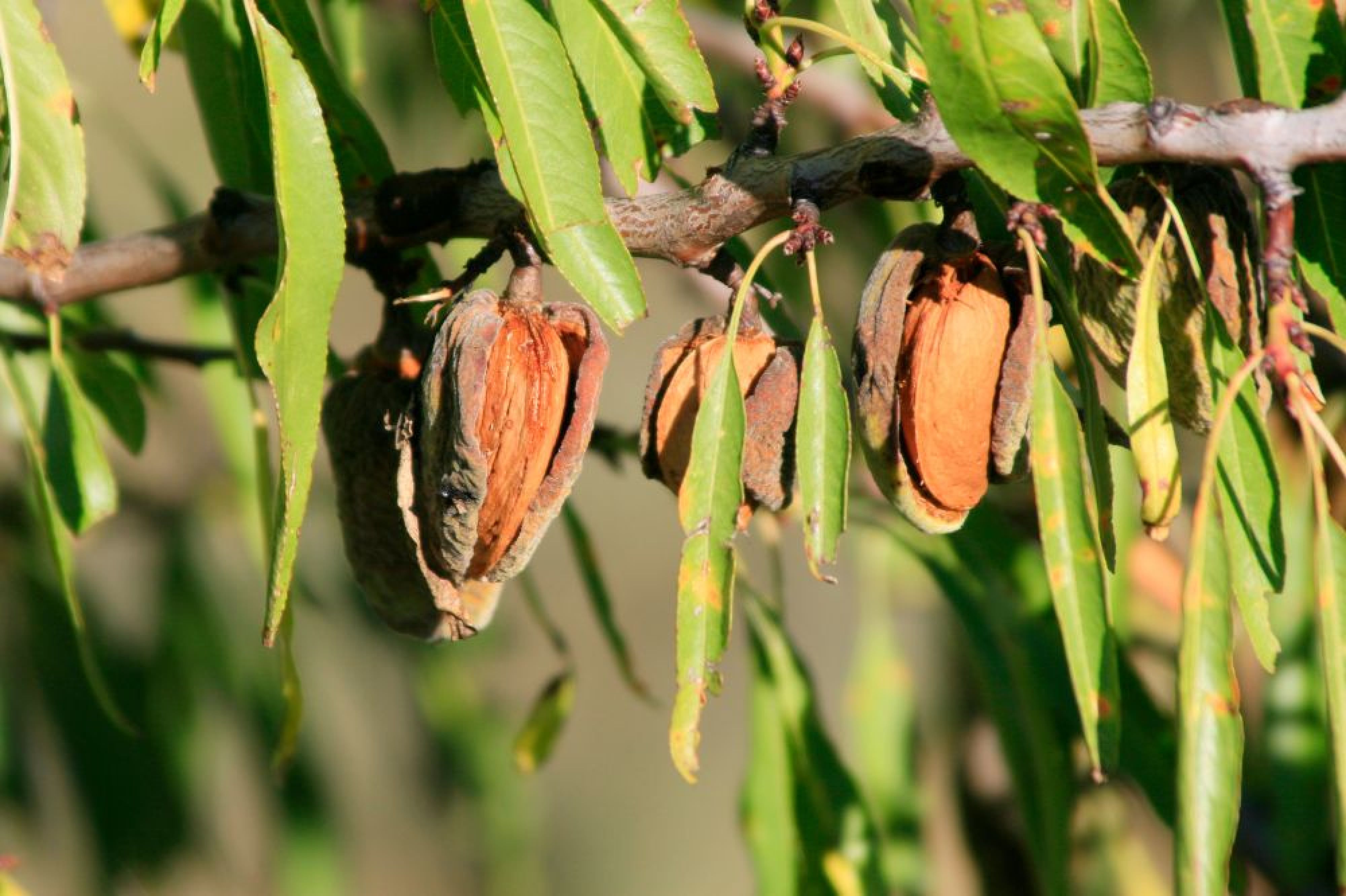 ilustrasi kacang almond 2 - Beautyversity.jpg
